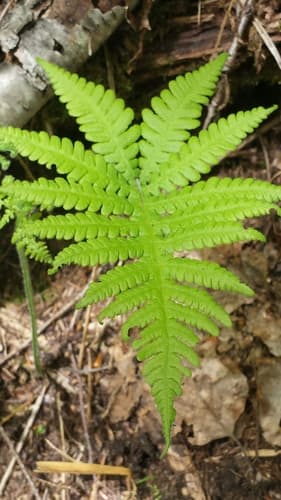 Beech Fern (Phegopteris connectilis)