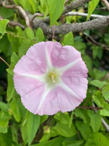 Bearbind (Convolvulus sepium)