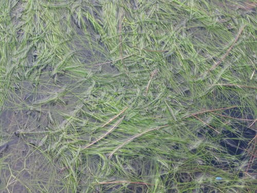 Beaked Tasselweed (Ruppia maritima)