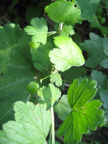 Missouri Gooseberry (Ribes missouriense)