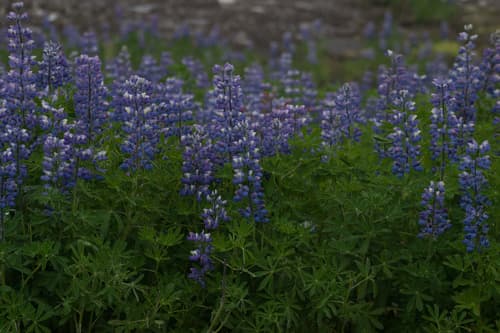 Nootka Lupine (Lupinus nootkatensis)