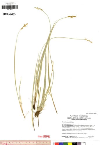 Bolander'S Sedge (Carex bolanderi)