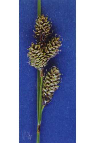 Smooth-Fruit Sedge (Carex heteroneura)