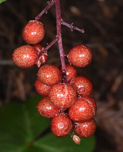 Solomon's-plume (Maianthemum racemosum)