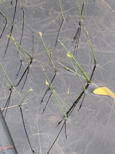 Swaying Bulrush (Schoenoplectus subterminalis)