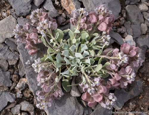 Chambers' Twinpod (Physaria chambersii)