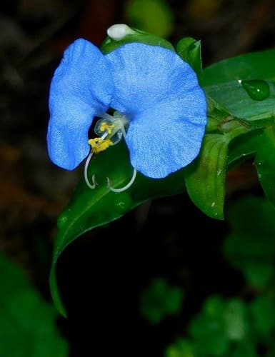 Erect Dayflower (Commelina erecta)