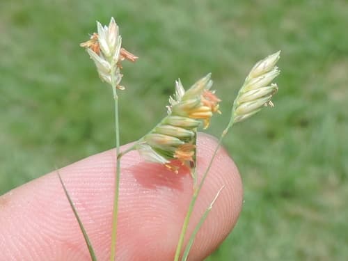 Buffalo Grass (Bouteloua dactyloides)