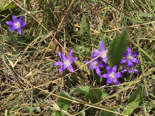 Dwarf Brodiaea (Brodiaea terrestris)