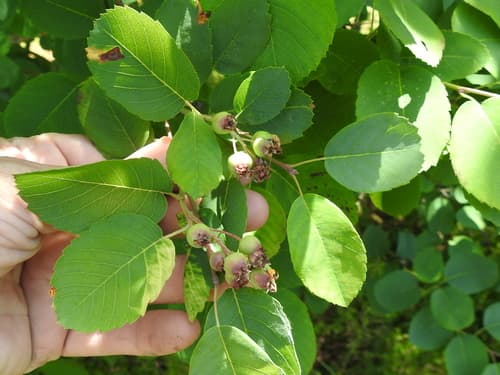 Pacific Serviceberry (Amelanchier alnifolia)