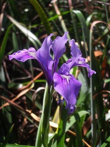 Marin Iris (Iris douglasiana)