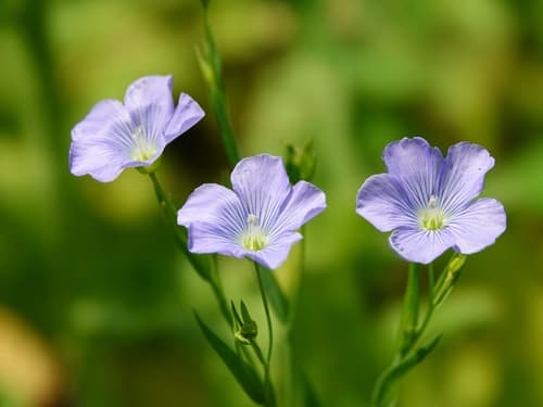 Linseed (Linum usitatissimum)