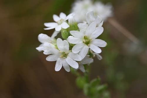Hoary Alison (Berteroa incana)