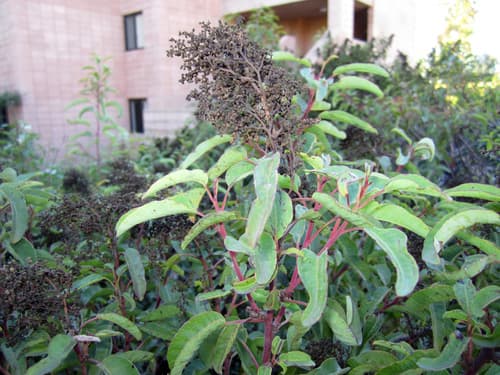 Laurel-sumac (Malosma laurina)