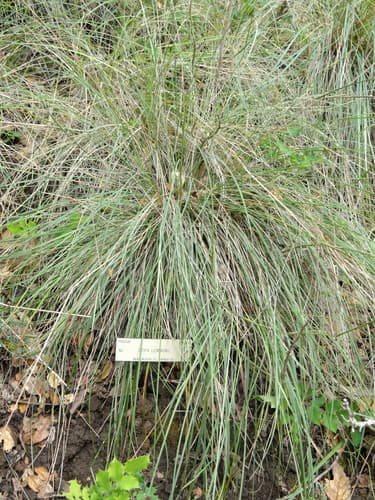 Lemmon's Needlegrass (Achnatherum lemmonii)