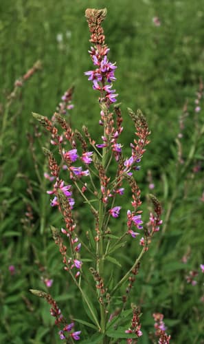 Showy Tick Trefoil (Desmodium canadense)