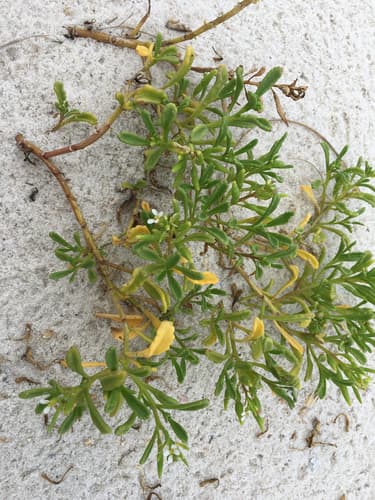 Gulf Coast Searocket (Cakile constricta)