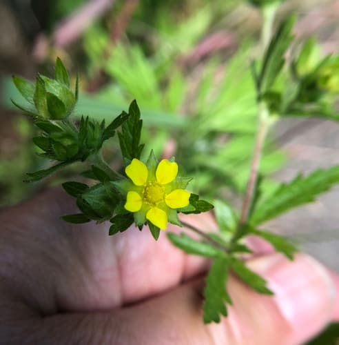 Ternate-leaf Cinquefoil (Potentilla norvegica)