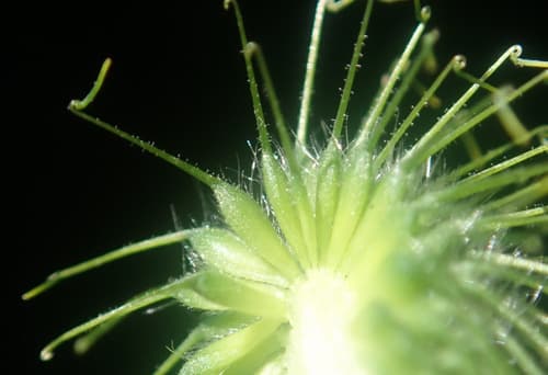Big-leaf avens (Geum macrophyllum)