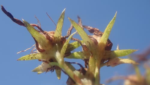 Klamathweed (Hypericum perforatum)