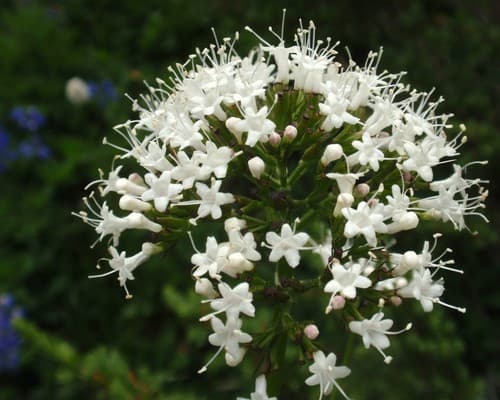 Pacific valerian (Valeriana sitchensis)