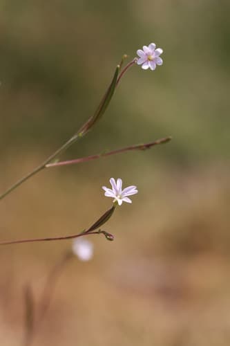 Tall Annual Willowherb (Epilobium brachycarpum)