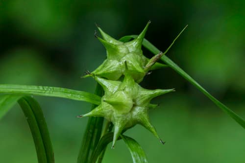 Gray's Sedge (Carex grayi)