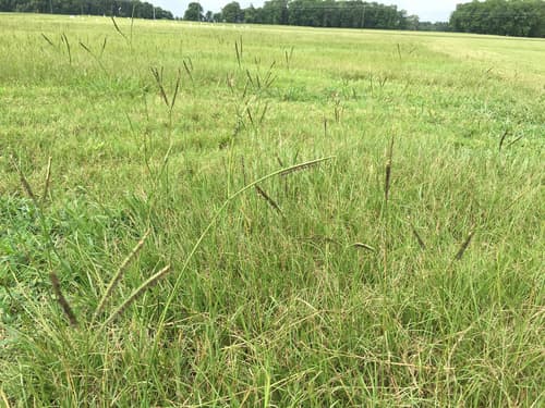 Bahiagrass (Paspalum notatum)