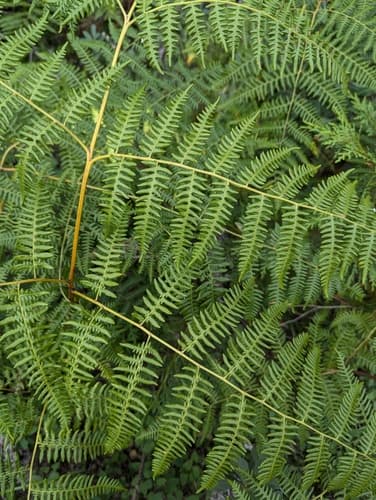 Bracken (Pteridium aquilinum)