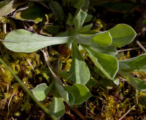 Howell's Pussytoes (Antennaria neodioica)