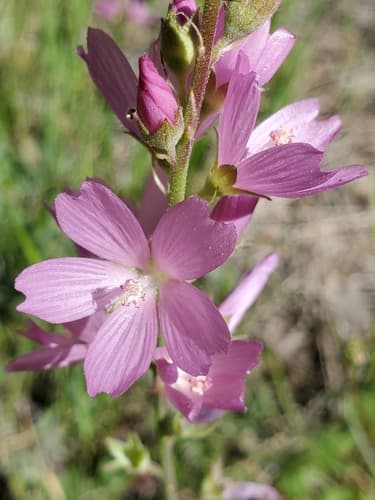 Oregon Checkerbloom (Sidalcea oregana)