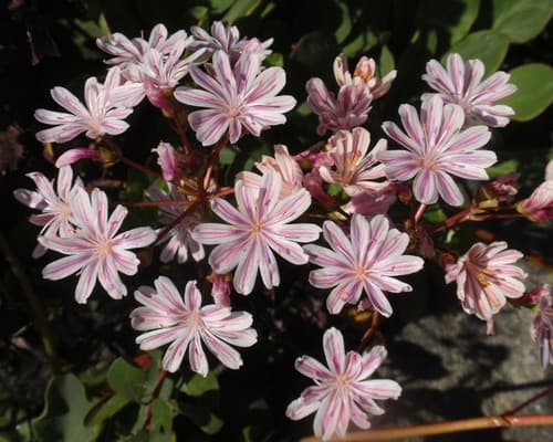 Siskiyou Lewisia (Lewisia cotyledon)