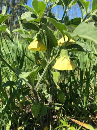 Lanceleaf Groundcherry (Physalis virginiana)