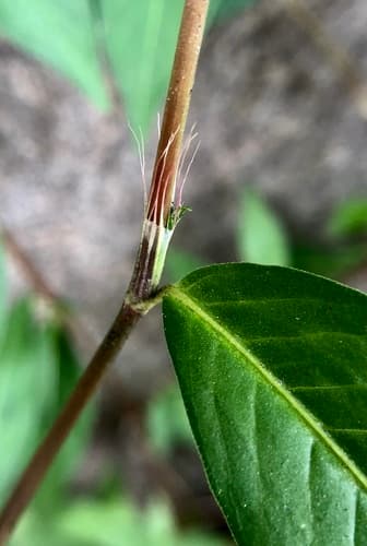 Bristly Lady's-thumb (Persicaria longiseta)