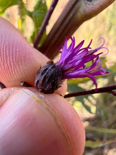 Giant ironweed (Vernonia gigantea)
