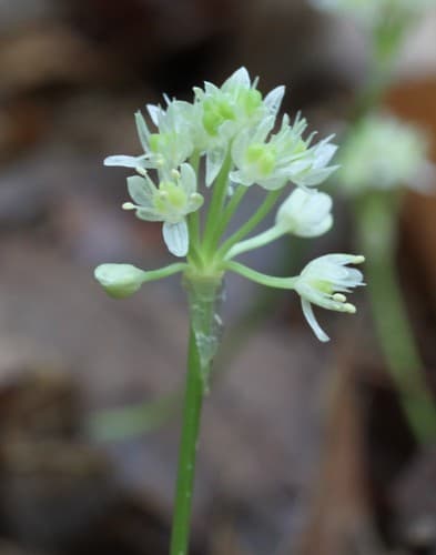 Burdick'S Wild Leek (Allium burdickii)