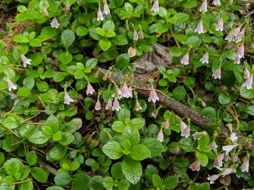 Twinflower (Linnaea borealis)