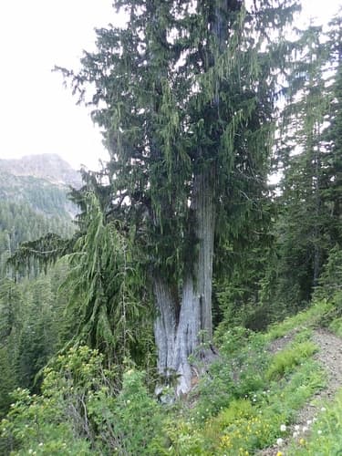Alaska Cedar (Callitropsis nootkatensis)