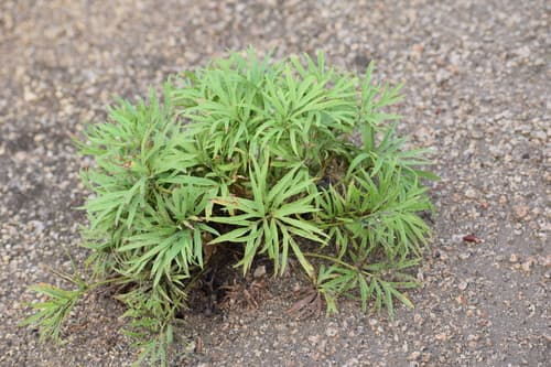 Prairie pasqueflower (Pulsatilla nuttalliana)