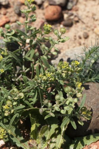 Desert Alyssum (Alyssum turkestanicum)
