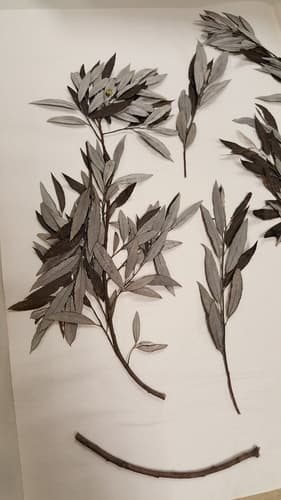 Meadow Willow (Salix petiolaris)