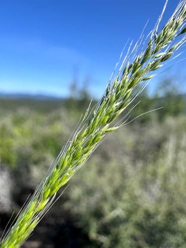 Dense Silky-bent (Apera interrupta)