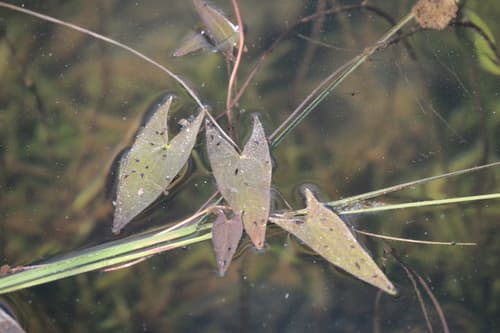 Arum-leaf Arrowhead (Sagittaria cuneata)