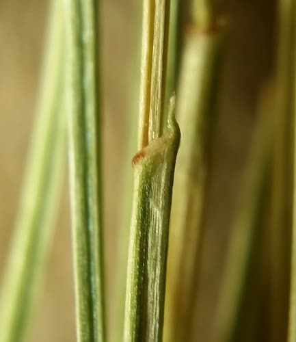 Slender Spikerush (Eleocharis tenuis)