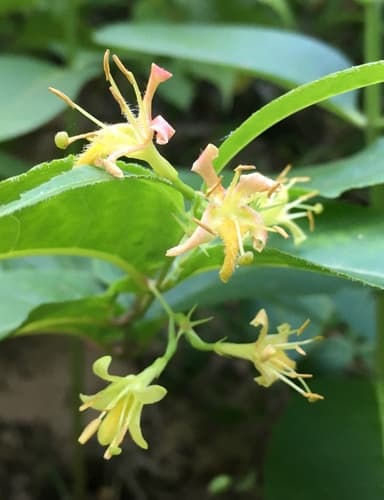 Bush-honeysuckle (Diervilla lonicera)
