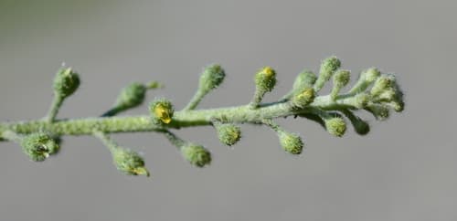 Small Alison (Alyssum alyssoides)