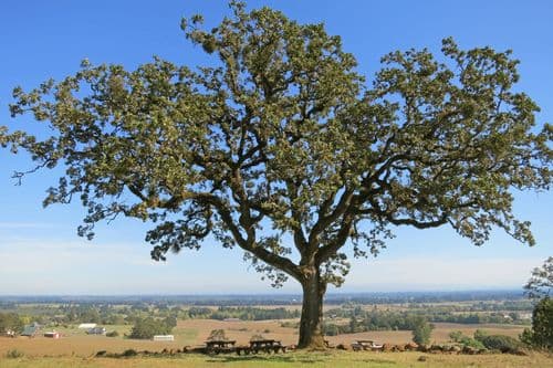 Oregon Oak (Quercus garryana)