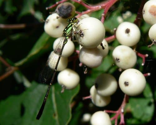 Panicled Dogwood (Cornus racemosa)