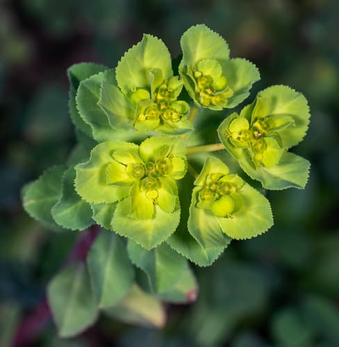 Wolf's-milk (Euphorbia helioscopia)