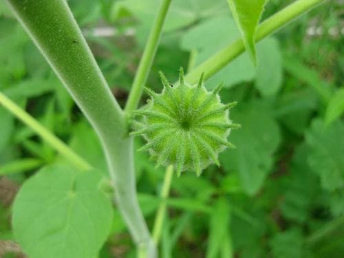 Chingma-lantern (Abutilon theophrasti)